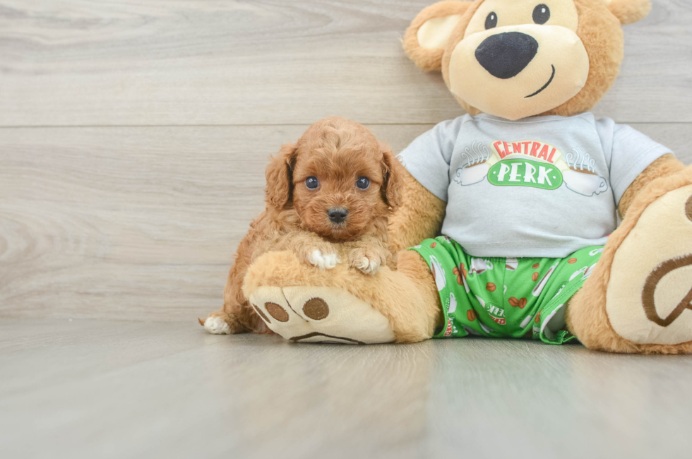 5 week old Cavapoo Puppy For Sale - Seaside Pups