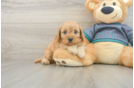 Best Cavapoo Baby