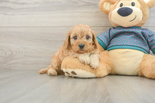 Best Cavapoo Baby