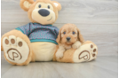 Energetic Cavoodle Poodle Mix Puppy