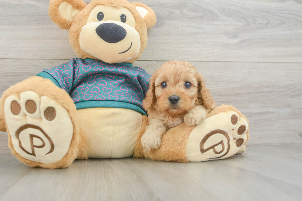 Energetic Cavoodle Poodle Mix Puppy