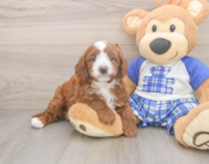 8 week old Cavapoo Puppy For Sale - Seaside Pups