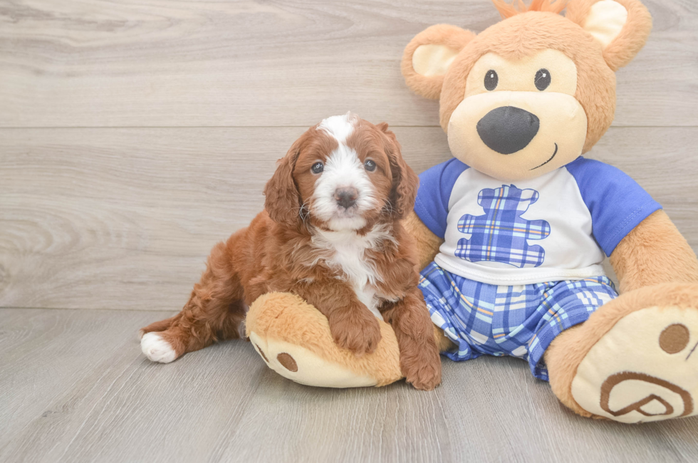 5 week old Cavapoo Puppy For Sale - Seaside Pups