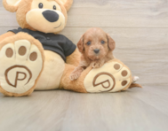 7 week old Cavapoo Puppy For Sale - Seaside Pups
