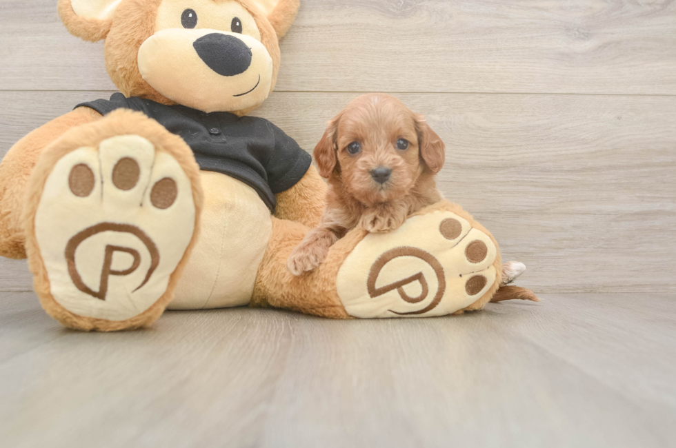 5 week old Cavapoo Puppy For Sale - Seaside Pups