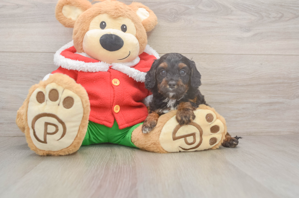 5 week old Cavapoo Puppy For Sale - Seaside Pups