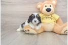 Cavapoo Puppy for Adoption