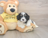 8 week old Cavapoo Puppy For Sale - Seaside Pups
