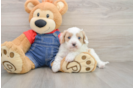 Cute Cavapoo Baby