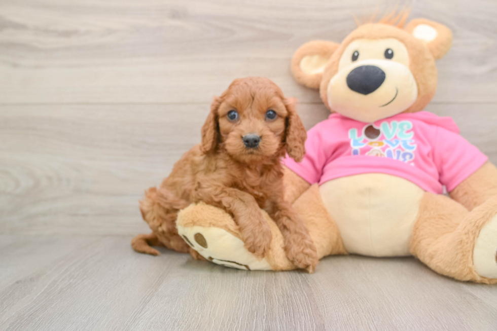 Petite Cavapoo Poodle Mix Pup