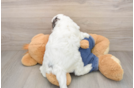 Cavapoo Pup Being Cute