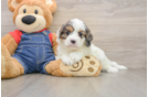 Energetic Cavoodle Poodle Mix Puppy