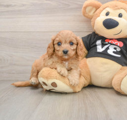6 week old Cavapoo Puppy For Sale - Seaside Pups