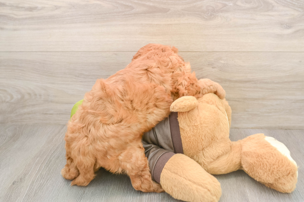 Best Cavapoo Baby