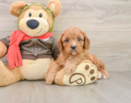 7 week old Cavapoo Puppy For Sale - Seaside Pups