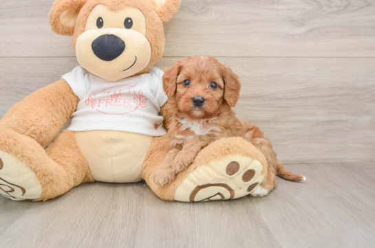Cavapoo Pup Being Cute
