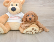 9 week old Cavapoo Puppy For Sale - Seaside Pups