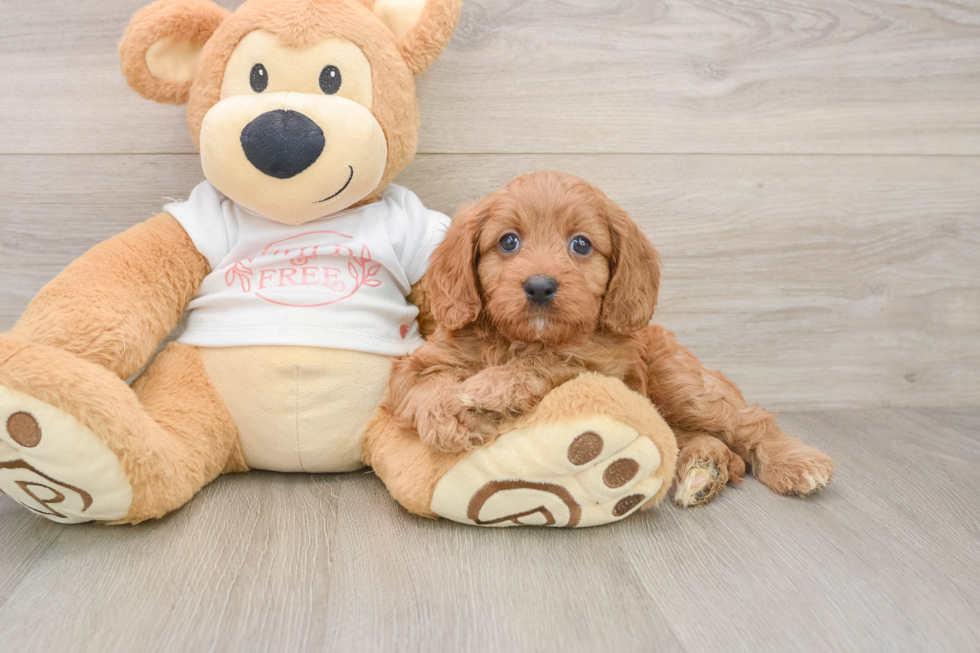 Cavapoo Pup Being Cute