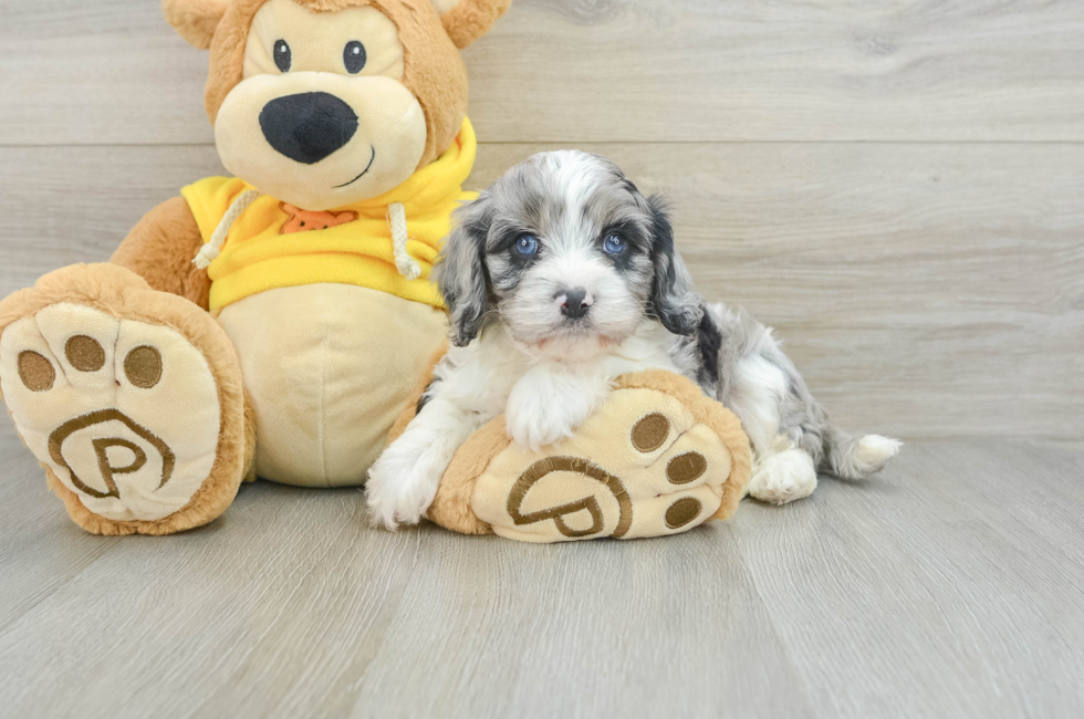 6 week old Cavapoo Puppy For Sale - Seaside Pups