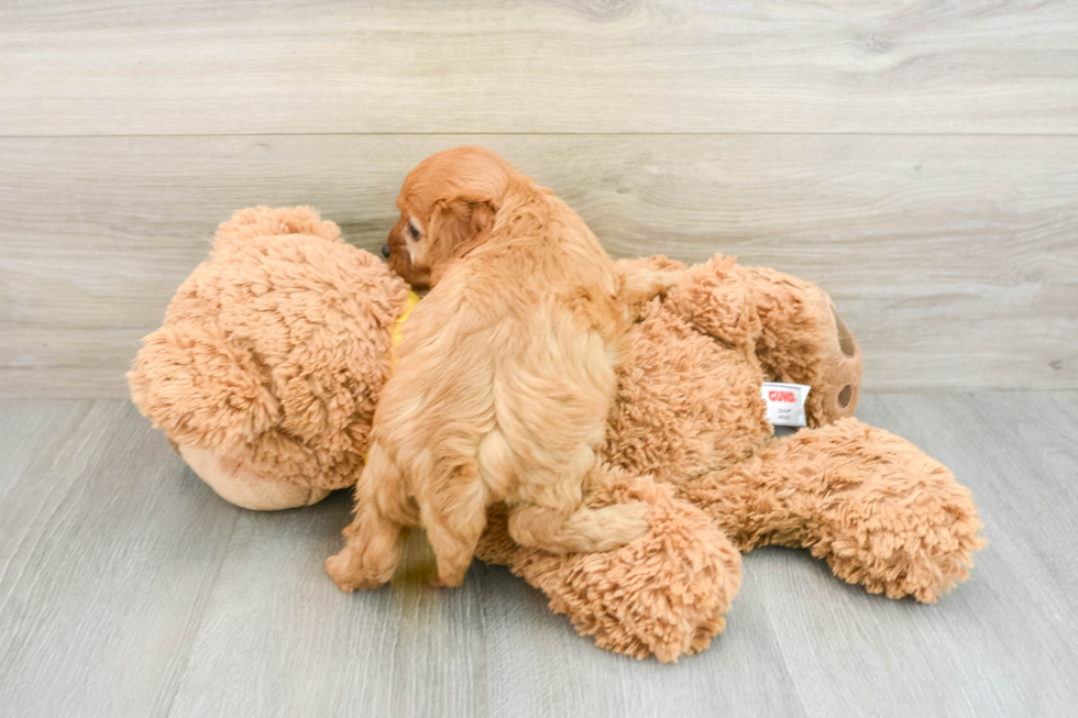 Cavapoo Pup Being Cute