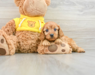 8 week old Cavapoo Puppy For Sale - Seaside Pups