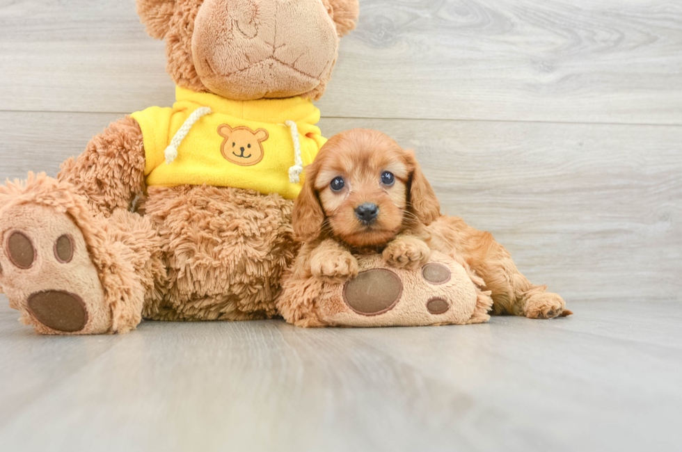 8 week old Cavapoo Puppy For Sale - Seaside Pups