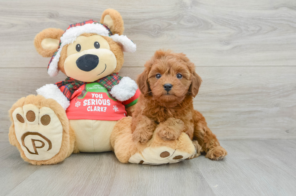 5 week old Cavapoo Puppy For Sale - Seaside Pups