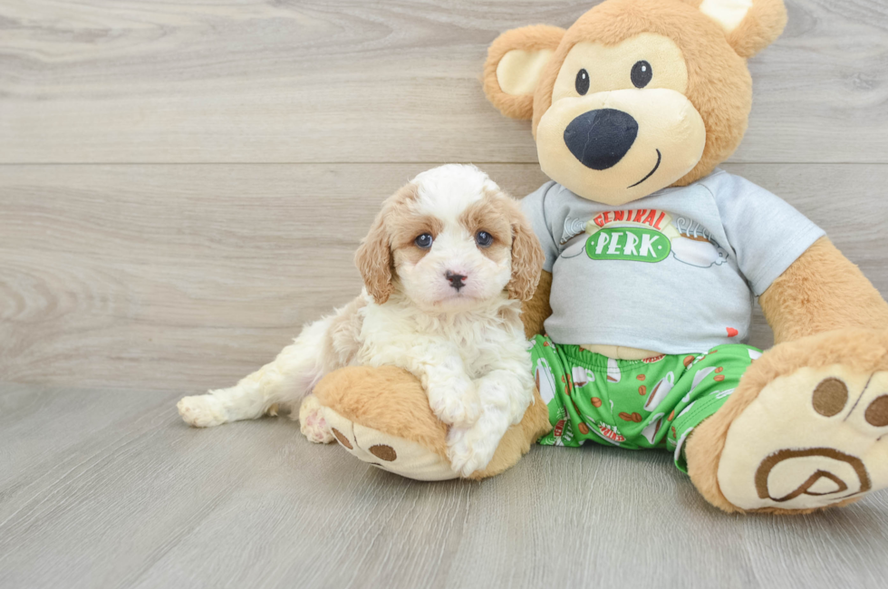 6 week old Cavapoo Puppy For Sale - Seaside Pups