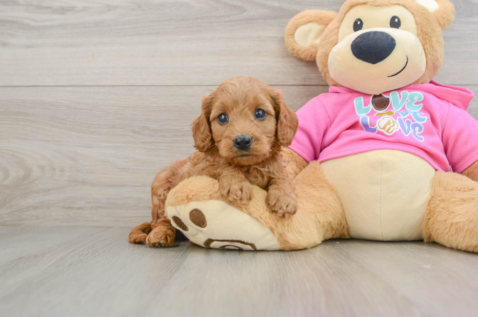 7 week old Cavapoo Puppy For Sale - Seaside Pups