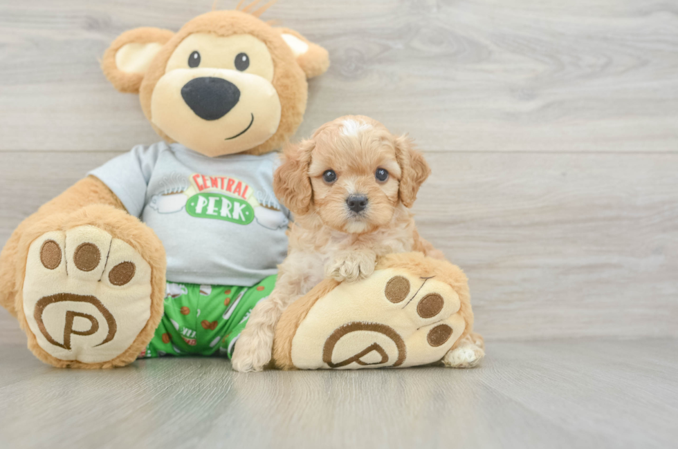 5 week old Cavapoo Puppy For Sale - Seaside Pups