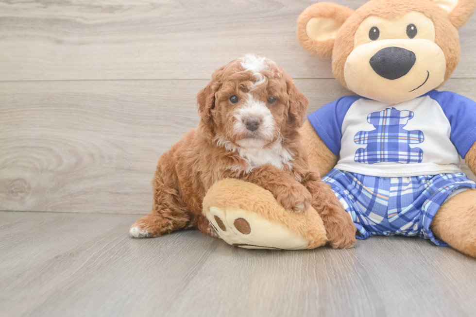 Cavapoo Pup Being Cute