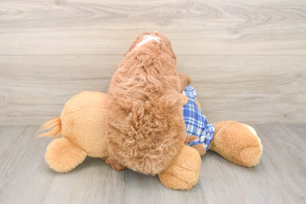 Cavapoo Pup Being Cute