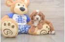 Best Cavapoo Baby