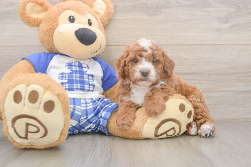 Best Cavapoo Baby