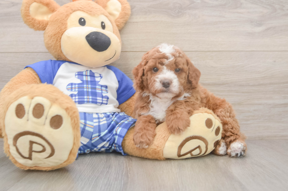 5 week old Cavapoo Puppy For Sale - Seaside Pups