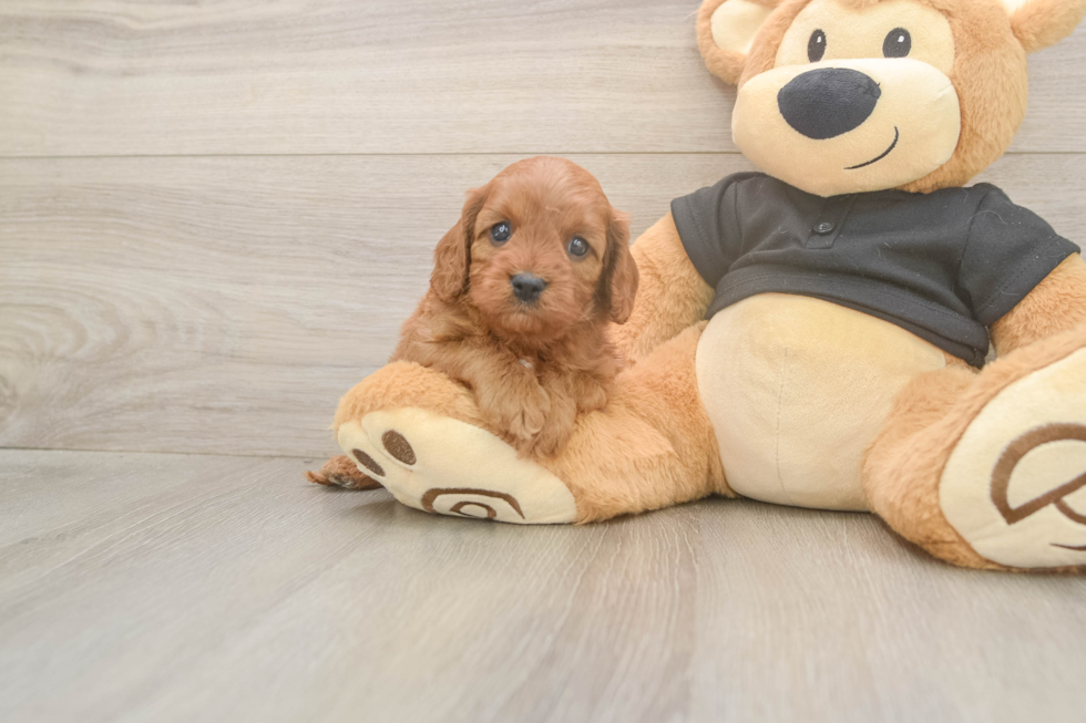 Cavapoo Pup Being Cute