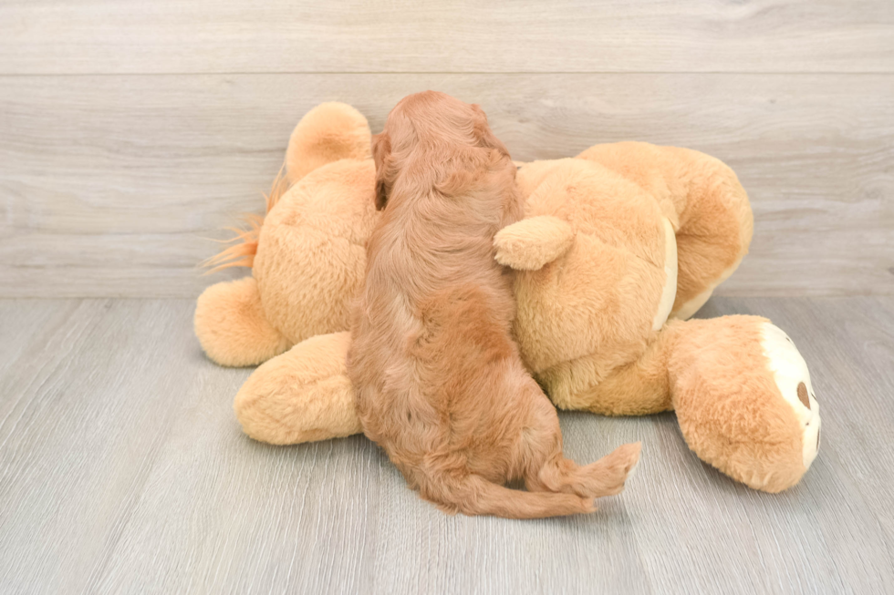 Cavapoo Puppy for Adoption