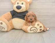 7 week old Cavapoo Puppy For Sale - Seaside Pups