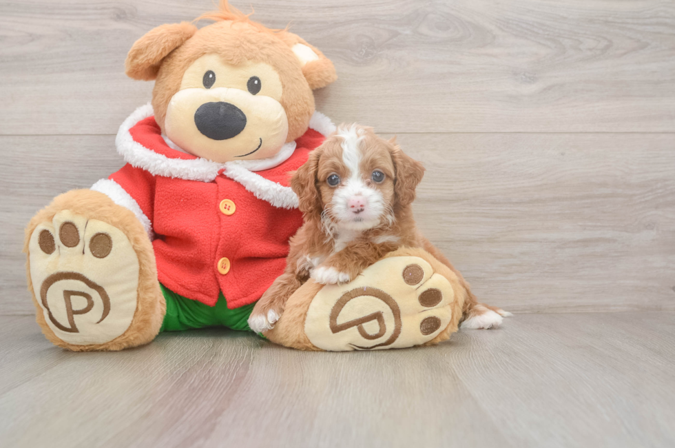 5 week old Cavapoo Puppy For Sale - Seaside Pups