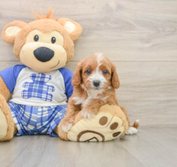 7 week old Cavapoo Puppy For Sale - Seaside Pups