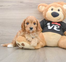 7 week old Cavapoo Puppy For Sale - Seaside Pups