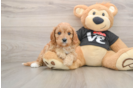 Friendly Cavapoo Baby