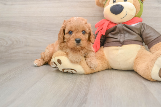 Cavapoo Pup Being Cute
