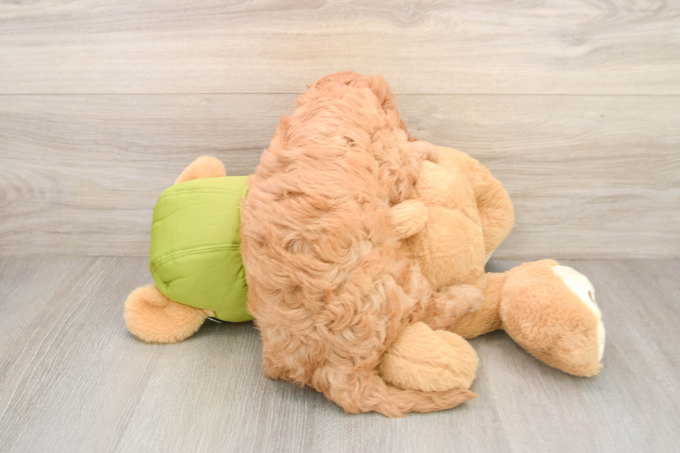 Cavapoo Pup Being Cute