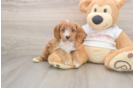 Small Cavapoo Baby