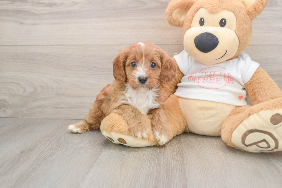 Small Cavapoo Baby