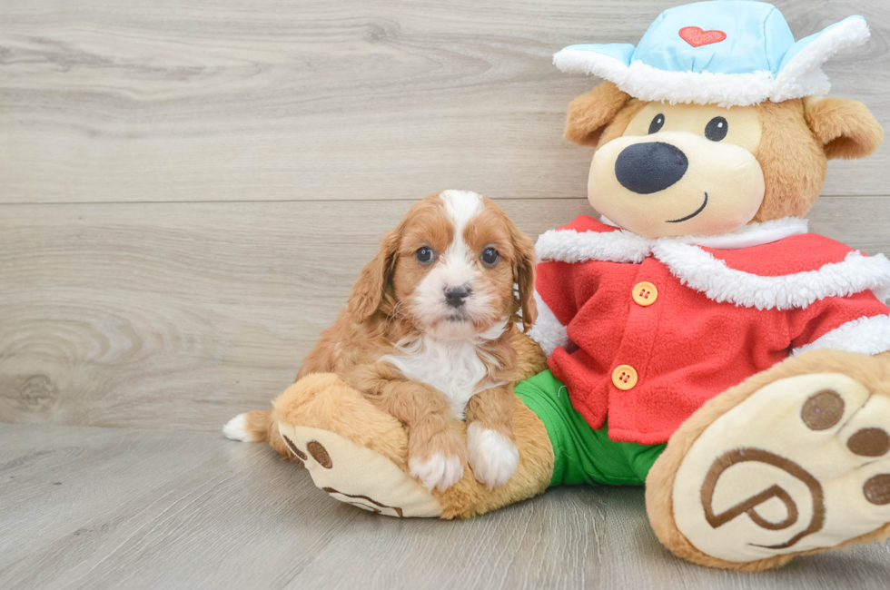 6 week old Cavapoo Puppy For Sale - Seaside Pups