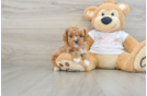 Cavapoo Puppy for Adoption