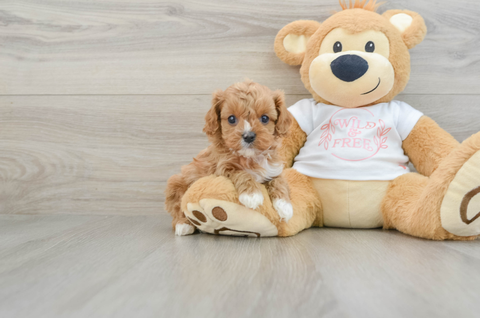 6 week old Cavapoo Puppy For Sale - Seaside Pups