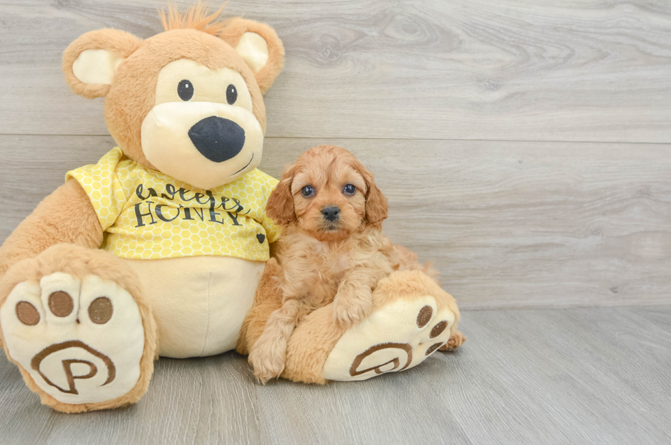 8 week old Cavapoo Puppy For Sale - Seaside Pups